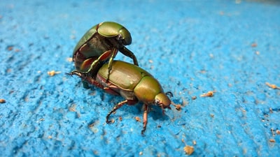 甲虫交配